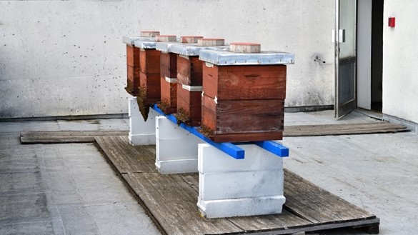 Družini prijazno medovito poletje